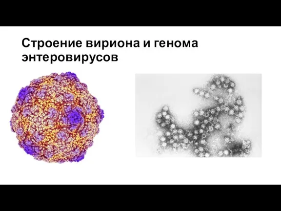 Строение вириона и генома энтеровирусов