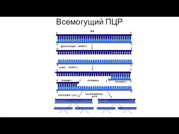 Всемогущий ПЦР