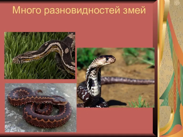 Много разновидностей змей
