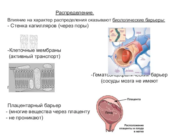 Распределение. Влияние на характер распределения оказывают биологические барьеры: - Стенка