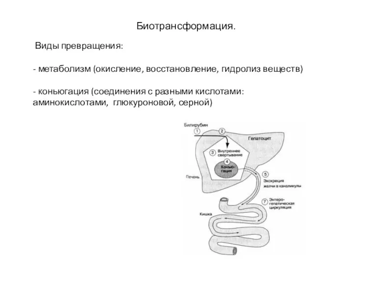 Биотрансформация. Виды превращения: - метаболизм (окисление, восстановление, гидролиз веществ) -