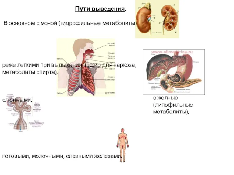 Пути выведения. В основном с мочой (гидрофильные метаболиты) реже легкими