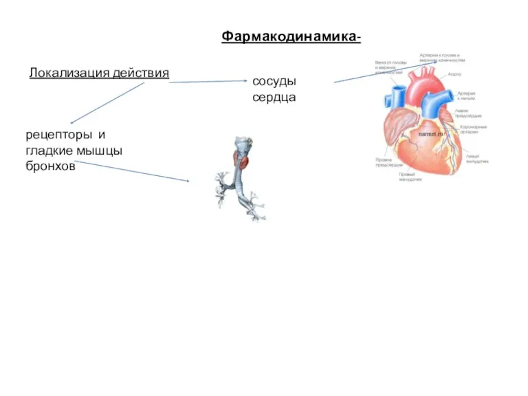 Фармакодинамика- Локализация действия сосуды сердца рецепторы и гладкие мышцы бронхов