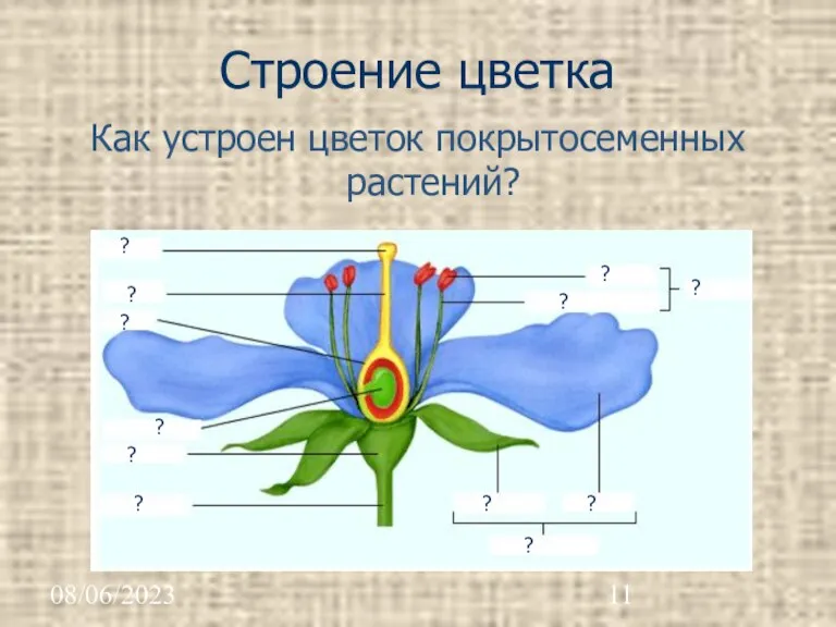 08/06/2023 Строение цветка Как устроен цветок покрытосеменных растений?