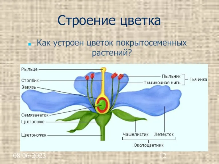 08/06/2023 Строение цветка Как устроен цветок покрытосеменных растений?