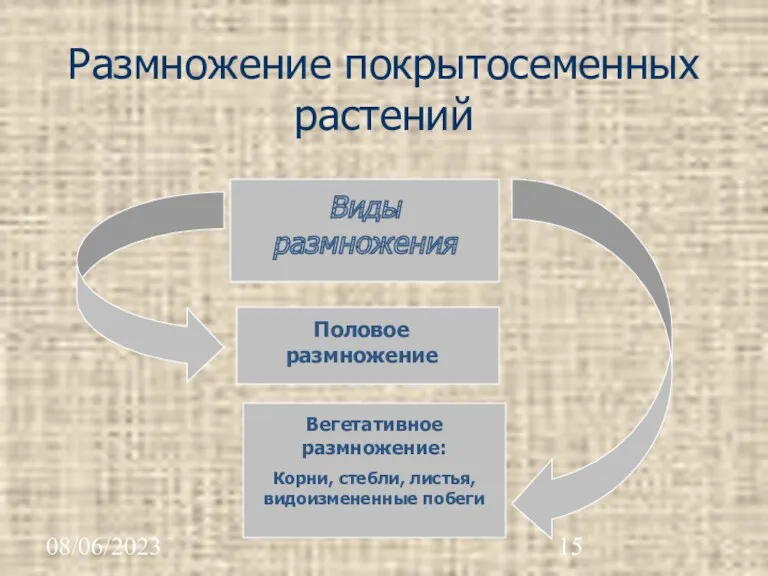 08/06/2023 Размножение покрытосеменных растений Виды размножения Половое размножение Вегетативное размножение: Корни, стебли, листья, видоизмененные побеги