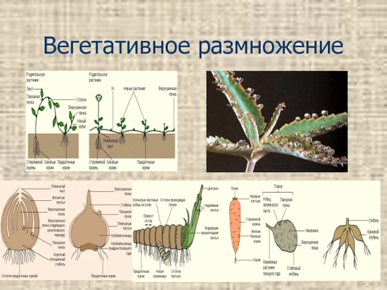 08/06/2023 Вегетативное размножение