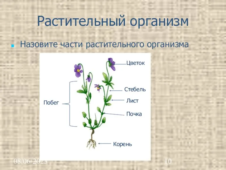 08/06/2023 Растительный организм Назовите части растительного организма