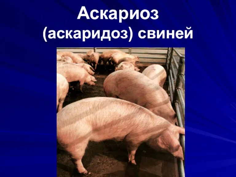 Аскариоз (аскаридоз) свиней