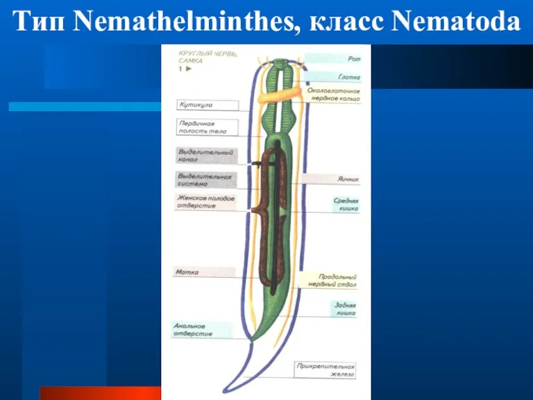 Тип Nemathelminthes, класс Nematoda