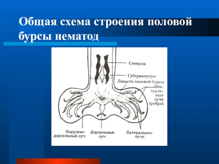 Общая схема строения половой бурсы нематод