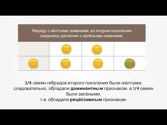 3/4 семян гибридов второго поколения были жёлтыми, следовательно, обладали доминантным