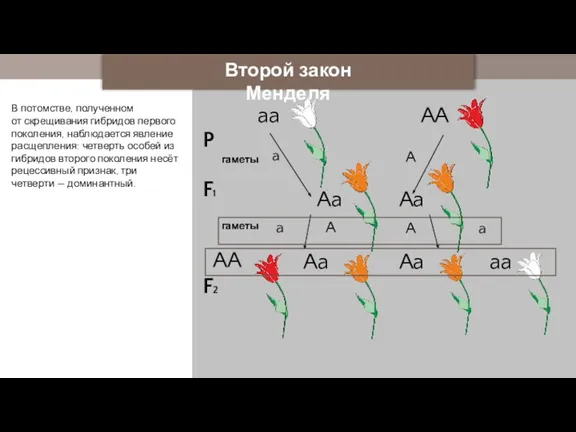 Второй закон Менделя В потомстве, полученном от скрещивания гибридов первого