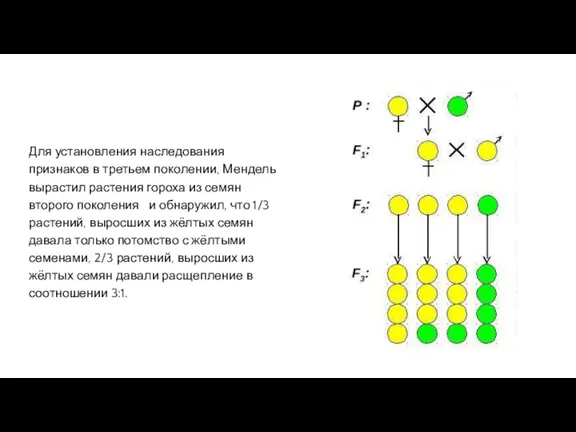 Для установления наследования признаков в третьем поколении, Мендель вырастил растения