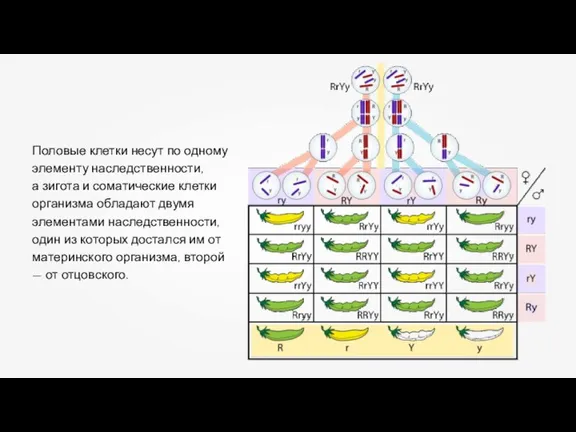 Половые клетки несут по одному элементу наследственности, а зигота и