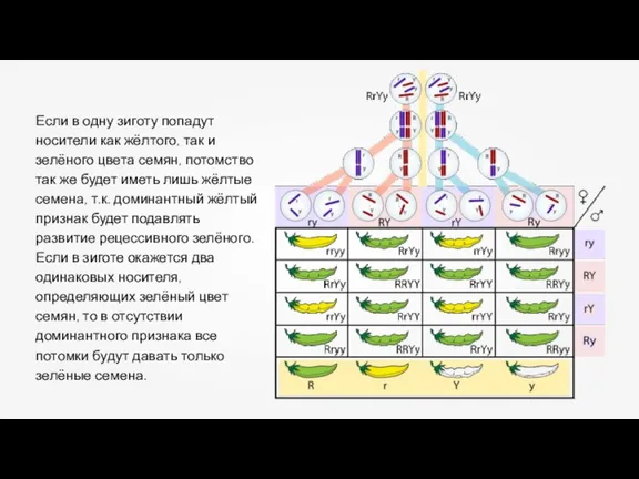 Если в одну зиготу попадут носители как жёлтого, так и