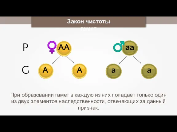 При образовании гамет в каждую из них попадает только один