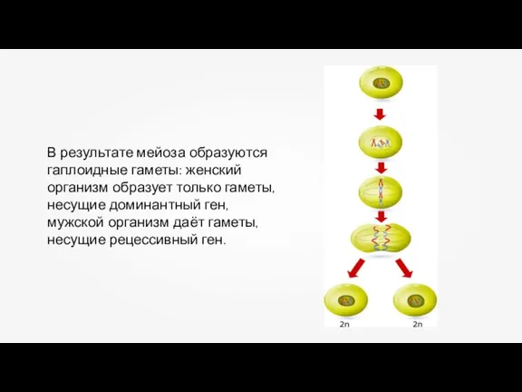 В результате мейоза образуются гаплоидные гаметы: женский организм образует только