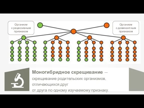 Организм с доминантным признаком Организм с рецессивным признаком