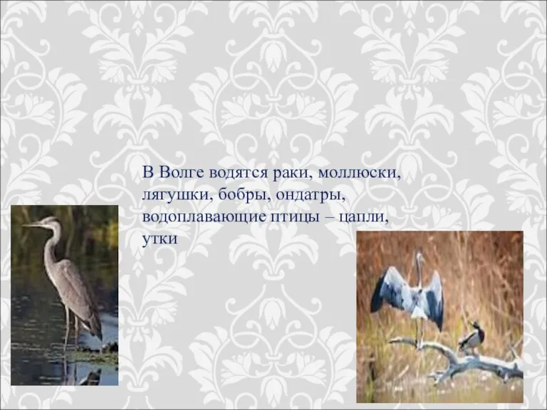 В Волге водятся раки, моллюски, лягушки, бобры, ондатры, водоплавающие птицы – цапли, утки