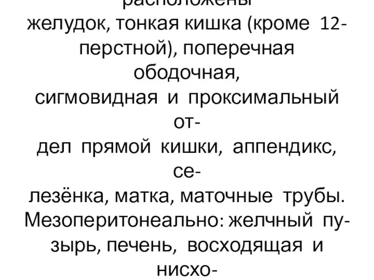 Интраперитонеально расположены желудок, тонкая кишка (кроме 12- перстной), поперечная ободочная,