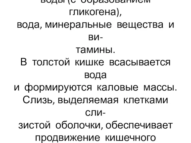 В тонкой кишке всасываются угле- воды (с образованием гликогена), вода,