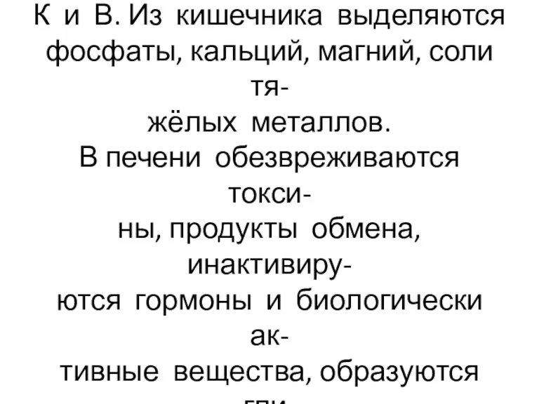 В толстой кишке переваривается клетчатка, синтезируются витамины К и В.