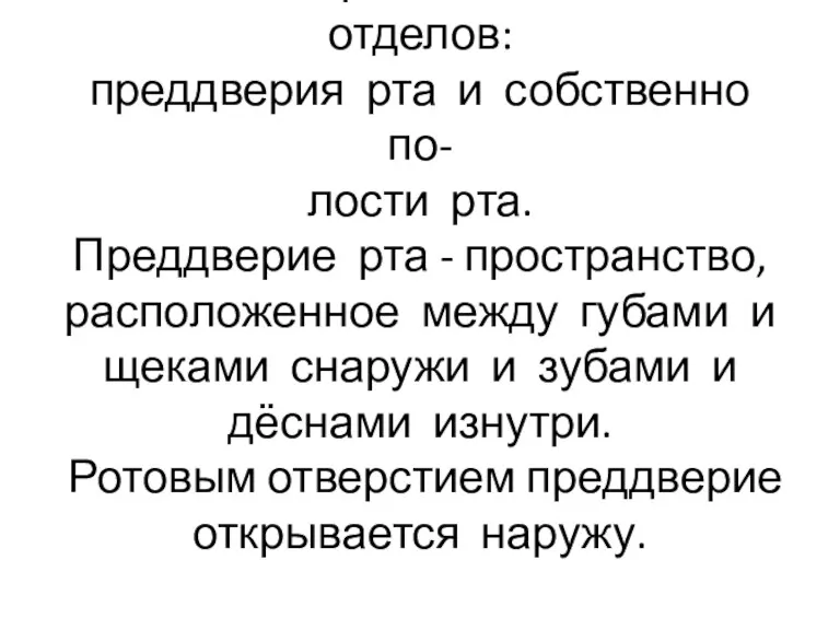 Полость рта состоит из 2 отделов: преддверия рта и собственно