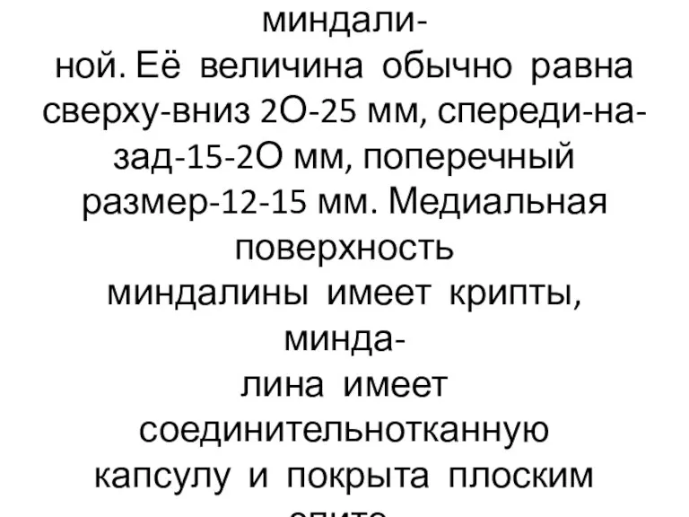 Между дужками расположена ям- ка, заполненная нёбной миндали- ной. Её