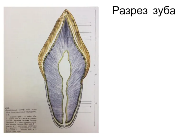 Разрез зуба