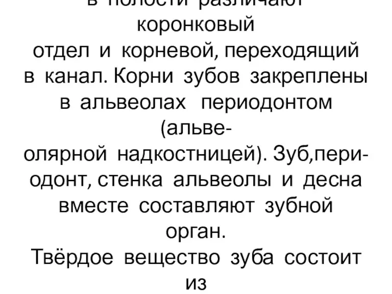 Полость зуба заполнена пульпой, в полости различают коронковый отдел и