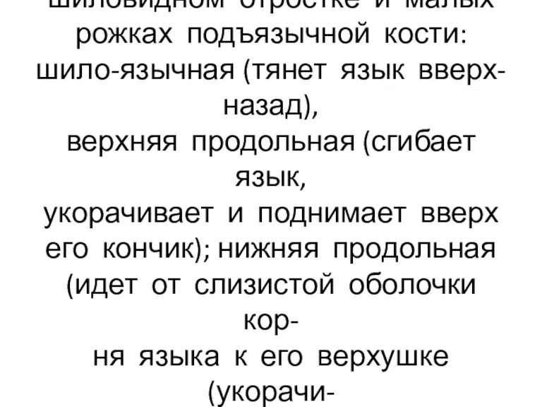 Мышцы 2 группы начинаются на шиловидном отростке и малых рожках