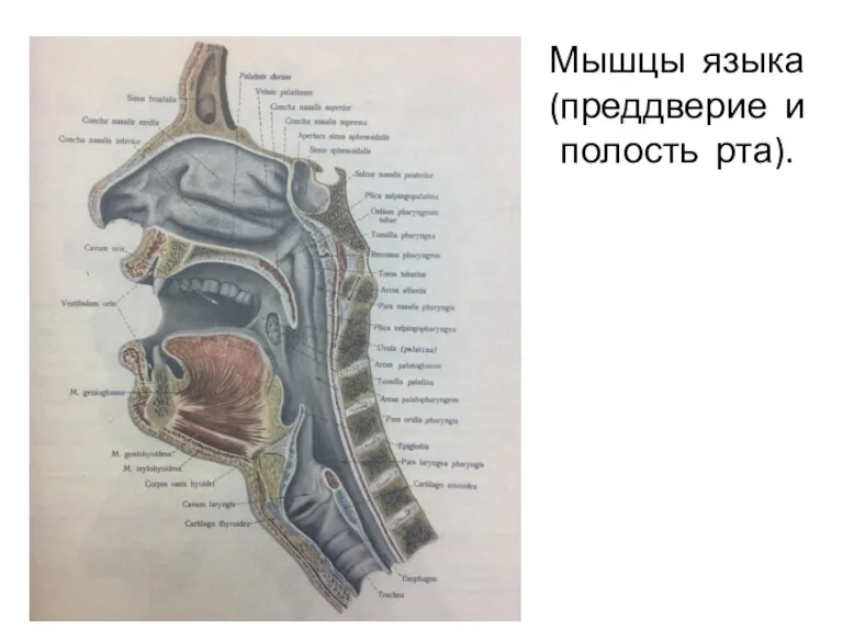 Мышцы языка (преддверие и полость рта).