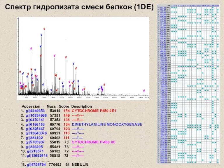 Accession Mass Score Description 1. gi|4249653 53914 154 CYTOCHROME P450