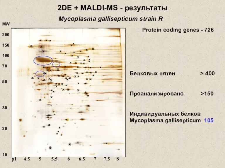 2DE + MALDI-MS - результаты Белковых пятен > 400 Проанализировано