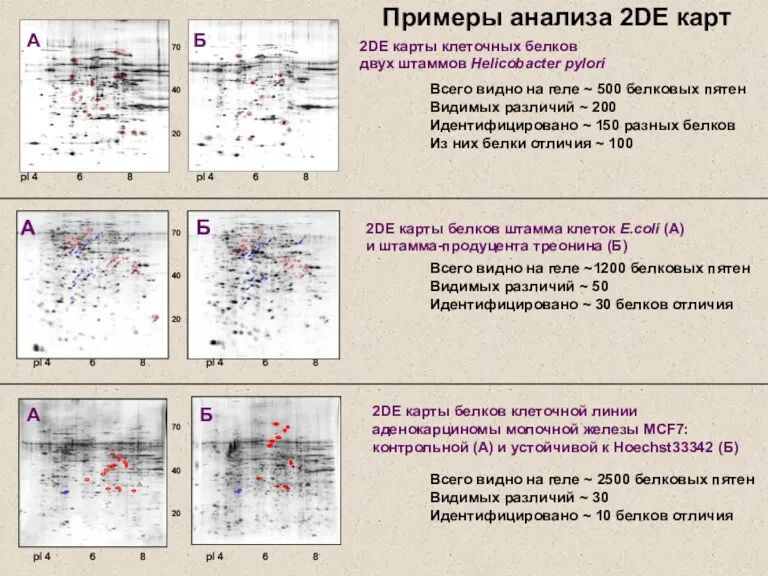 70 40 20 pI 4 6 8 А Б 2DЕ