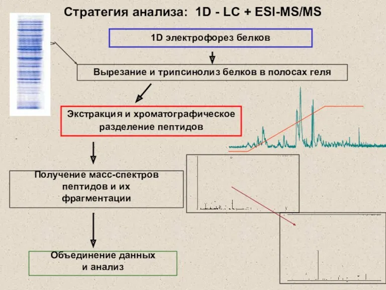 Стратегия анализа: 1D - LC + ESI-MS/MS Получение масс-спектров пептидов