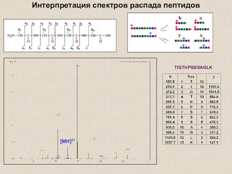 Интерпретация спектров распада пептидов TIGTHPSSSAGLK [MH]2+