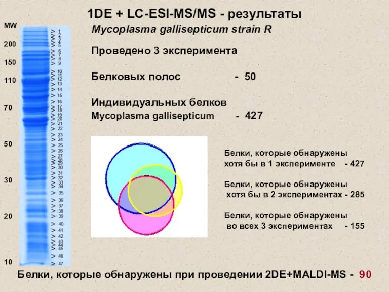 1DE + LC-ESI-MS/MS - результаты Проведено 3 эксперимента Белковых полос