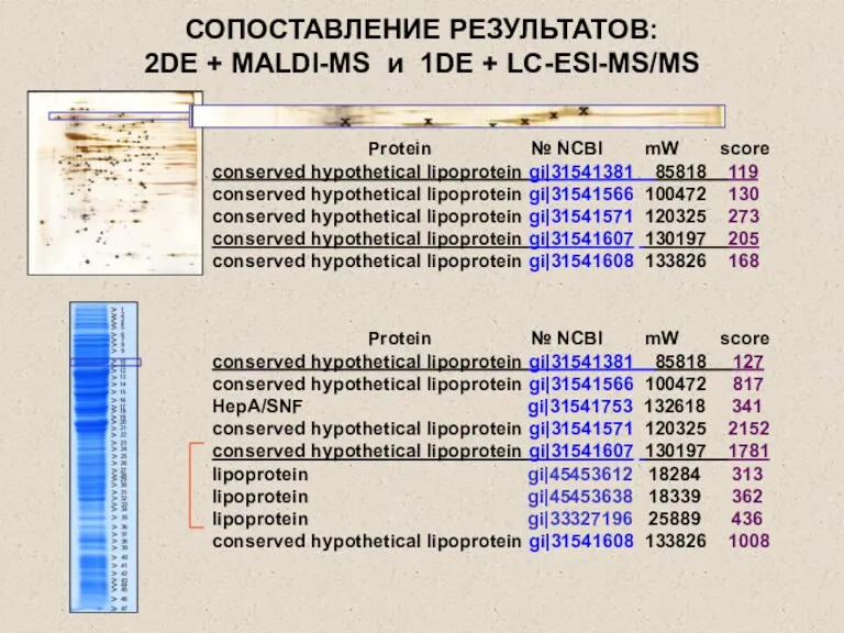 СОПОСТАВЛЕНИЕ РЕЗУЛЬТАТОВ: 2DE + MALDI-MS и 1DE + LC-ESI-MS/MS Protein