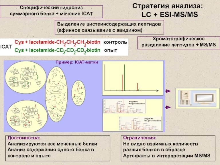 Стратегия анализа: LC + ESI-MS/MS Специфический гидролиз суммарного белка +