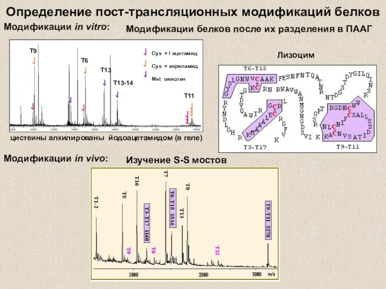 Определение пост-трансляционных модификаций белков Модификации in vitro: Модификации белков после