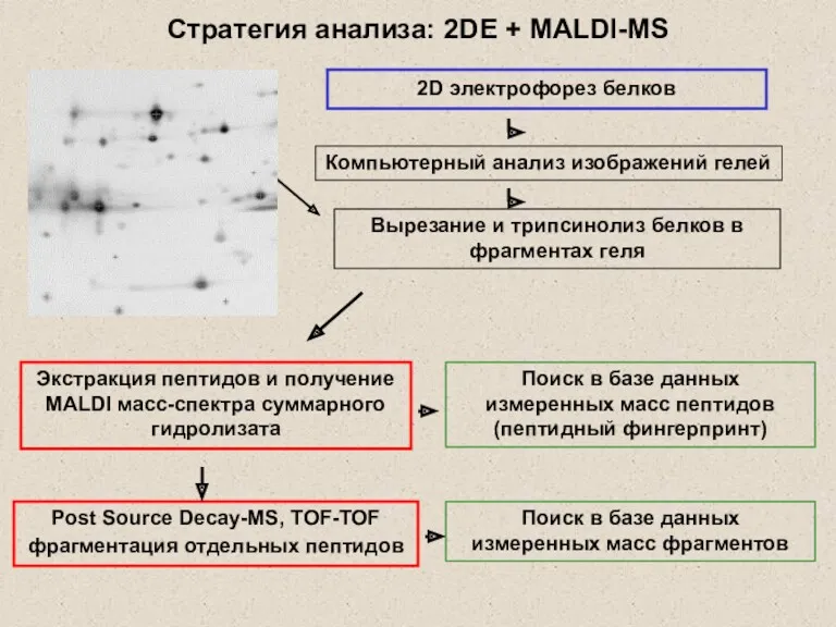 2D электрофорез белков Компьютерный анализ изображений гелей Вырезание и трипсинолиз