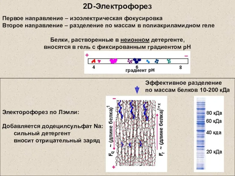 2D-Электрофорез Электорофорез по Лэмли: Добавляется додецилсульфат Na: сильный детергент вносит