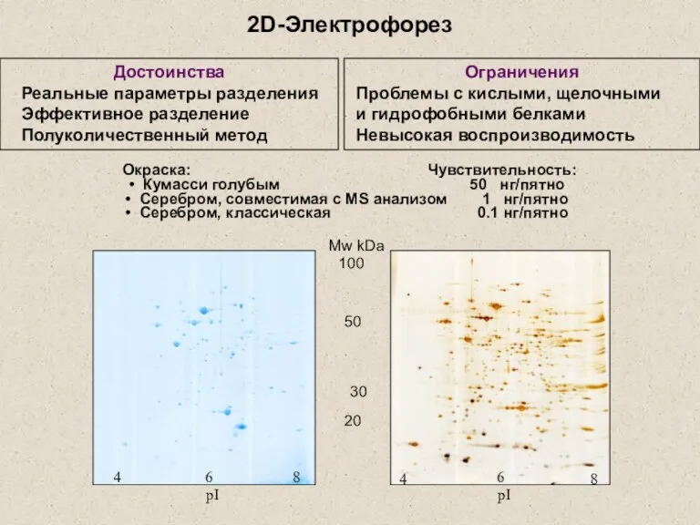 2D-Электрофорез 30 Достоинства Реальные параметры разделения Эффективное разделение Полуколичественный метод