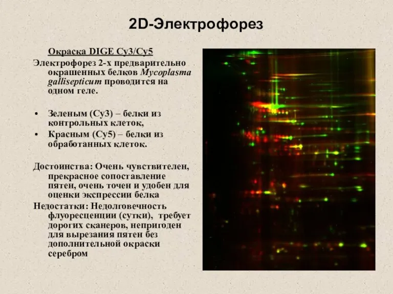 2D-Электрофорез Окраска DIGE Cy3/Cy5 Электрофорез 2-х предварительно окрашенных белков Mycoplasma