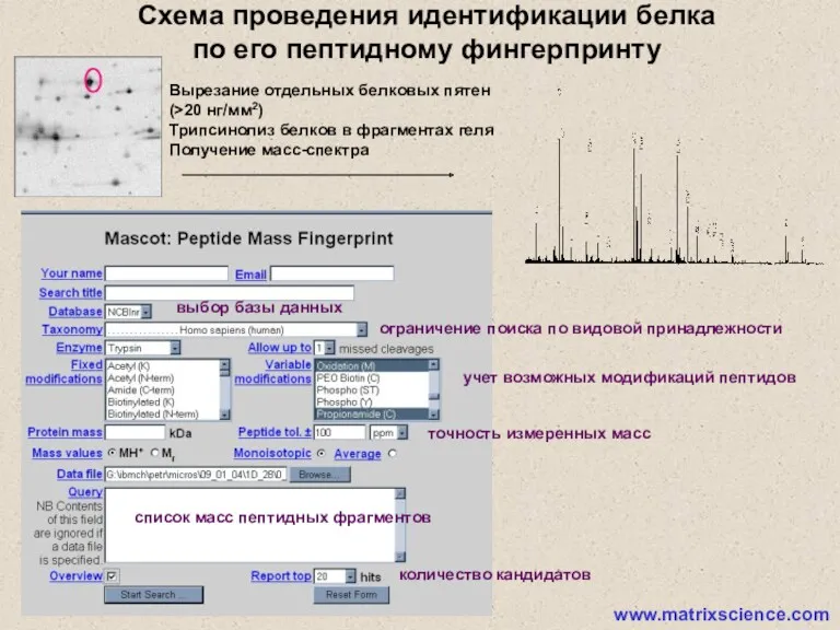 ограничение поиска по видовой принадлежности выбор базы данных учет возможных