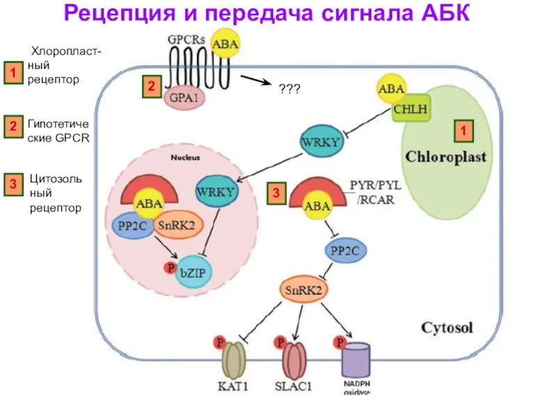 1 2 3 Хлоропласт-ный рецептор Гипотетические GPCR Цитозольный рецептор Рецепция и передача сигнала АБК