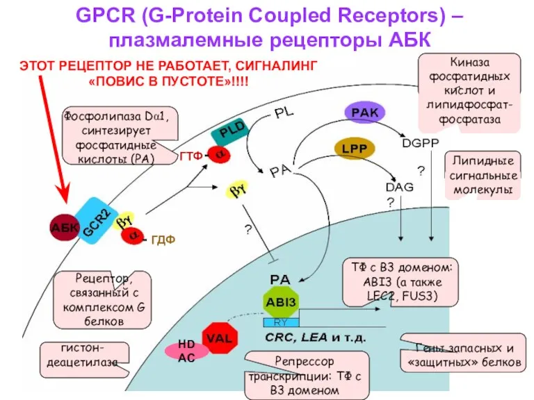 GPCR (G-Protein Coupled Receptors) – плазмалемные рецепторы АБК ТФ с