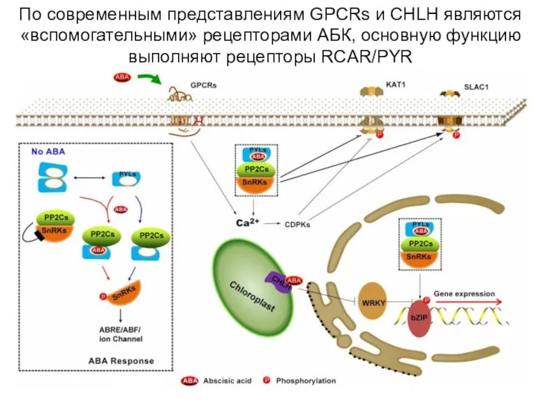 По современным представлениям GPCRs и CHLH являются «вспомогательными» рецепторами АБК, основную функцию выполняют рецепторы RCAR/PYR